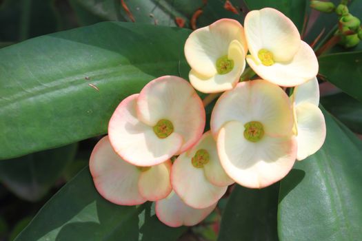 Yellow Christ Thorn Flower (Euphorbia milli Desmoul)