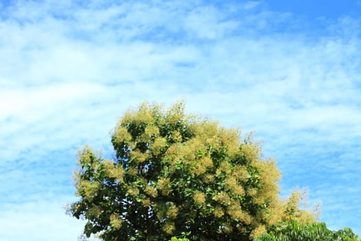 Up view on tree and clouds on blue sky