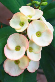 Yellow Christ Thorn Flower (Euphorbia milli Desmoul)