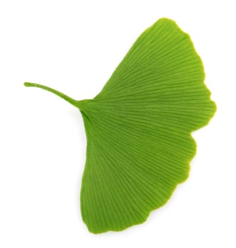 green ginkgo biloba isolated on white background