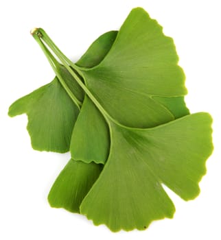 green ginkgo biloba isolated on white background