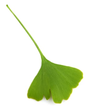 green ginkgo biloba isolated on white background