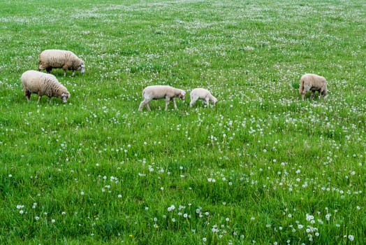 Cute sheep herd at green summer field full of dandelions