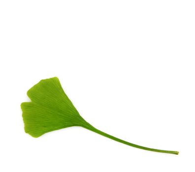 green ginkgo biloba isolated on white background