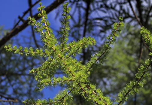 tree branch