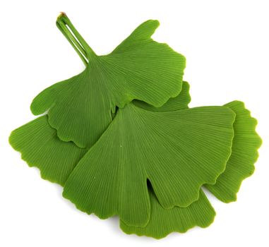 green ginkgo biloba isolated on white background