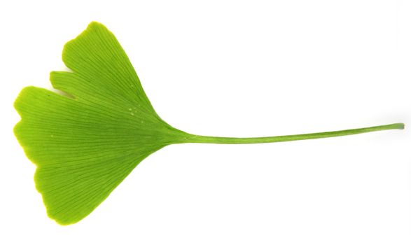 green ginkgo biloba isolated on white background