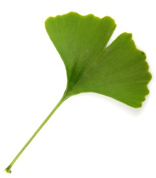 green ginkgo biloba isolated on white background