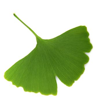 green ginkgo biloba isolated on white background