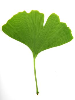 green ginkgo biloba isolated on white background