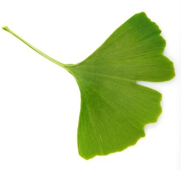 green ginkgo biloba isolated on white background