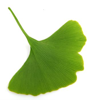 green ginkgo biloba isolated on white background