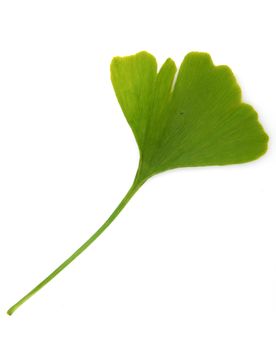 green ginkgo biloba isolated on white background