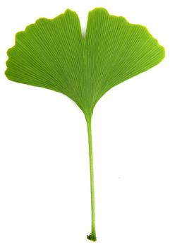 green ginkgo biloba isolated on white background