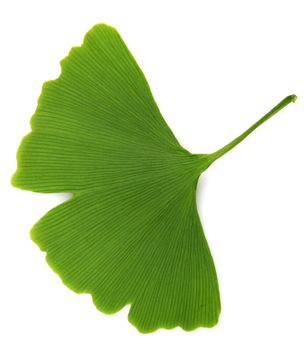 green ginkgo biloba isolated on white background