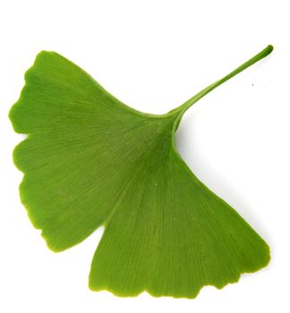 green ginkgo biloba isolated on white background