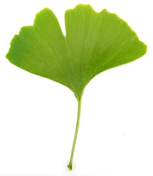green ginkgo biloba isolated on white background