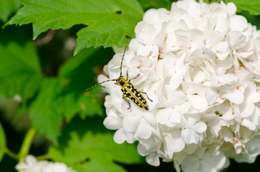 snowball on a white inflorescence downwind crawls small beautiful black and yellow coleopteran beetle with long mustache
