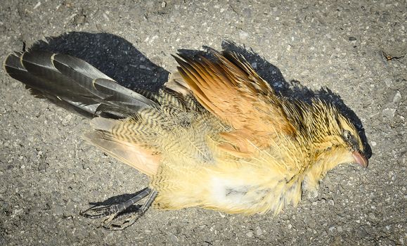 The inanimate bird become dead on a paved road.