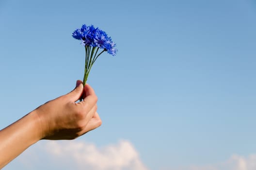 little cornflower bouquet on female hand on blue sky background