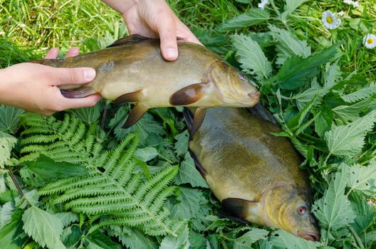 hand puts nice big shiny tench on nettle next to other fish