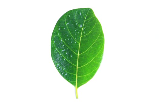 green leaf with drops isolated on white background