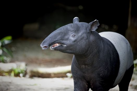 Southeast Asian Tapir in the Malaysian wilderness