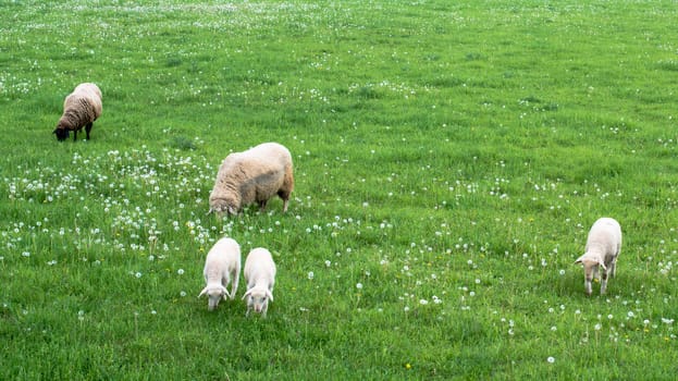 Cute sheep herd at green summer field full of dandelions