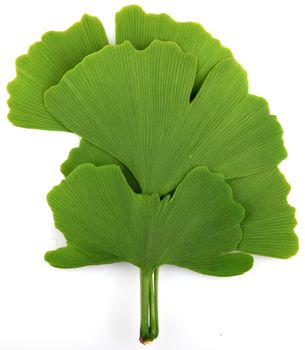 green ginkgo biloba isolated on white background