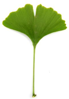 green ginkgo biloba isolated on white background