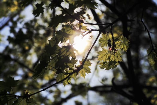 tree branch