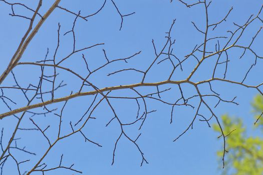 tree branch