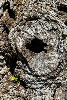 Tree trunk with a den dug in it