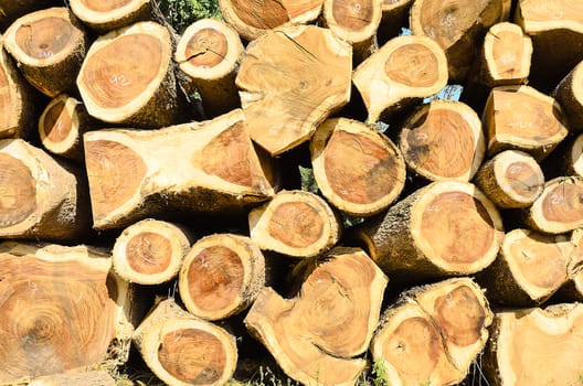 A group of the piling timber on the ground before take it to sawmill.