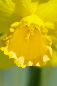 Beauty Yellow Daffodil closeup. Focus on Edge of Petals and Pistil