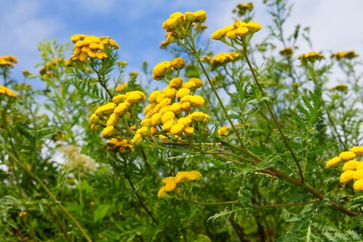Tansy, a toxic yellow flower