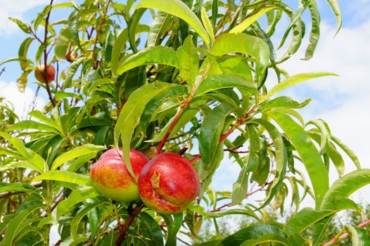 Branch with almost ripe peaches