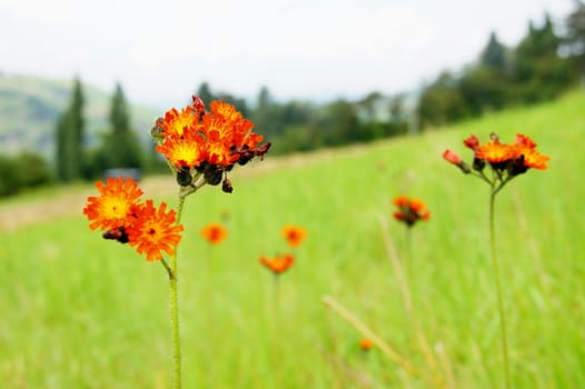 red orange hawkweed on a meadow