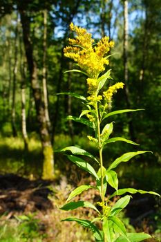 Canadian goldenrod close-up