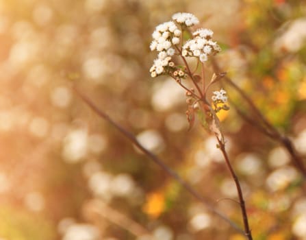 Dry meadow flowers with retro filter effect