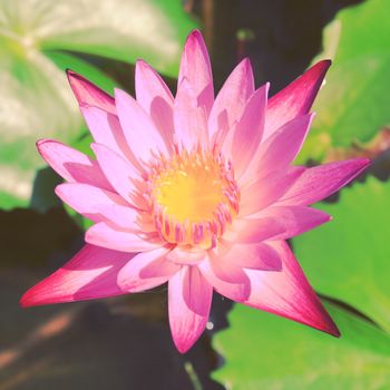 Lotus flower on the water with retro filter effect