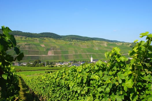 Lösnich on the Moselle with vineyard in the foreground