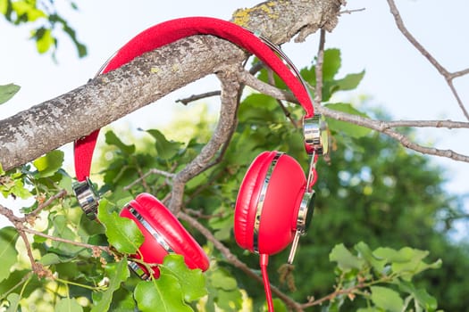 Vibrant red wired headphones on the branch of tree