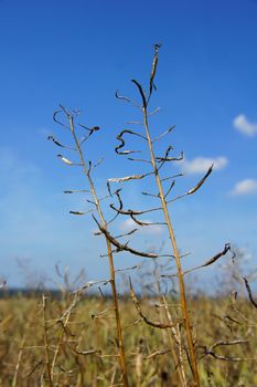mature rape plant macro against the blue sky