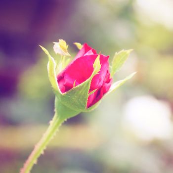 One red rose with retro filter effect