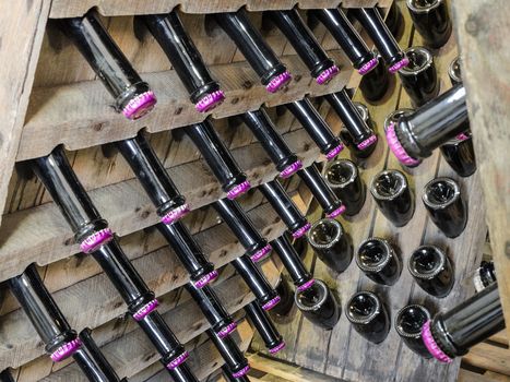 Wood rack stand with bottles of white dry sparkling wine in underground cellar