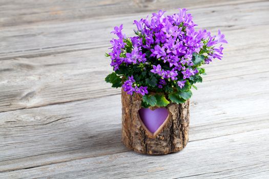 blue campanula flowers wooden background