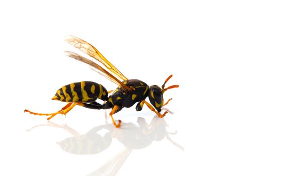 wasp isolated on white background