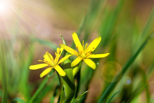 Gagea is spring flowers, grows in damp deciduous woodland.
