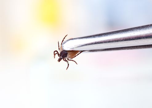 Ticks